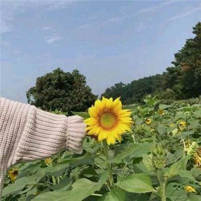 究极火影风暴内购破解版下载